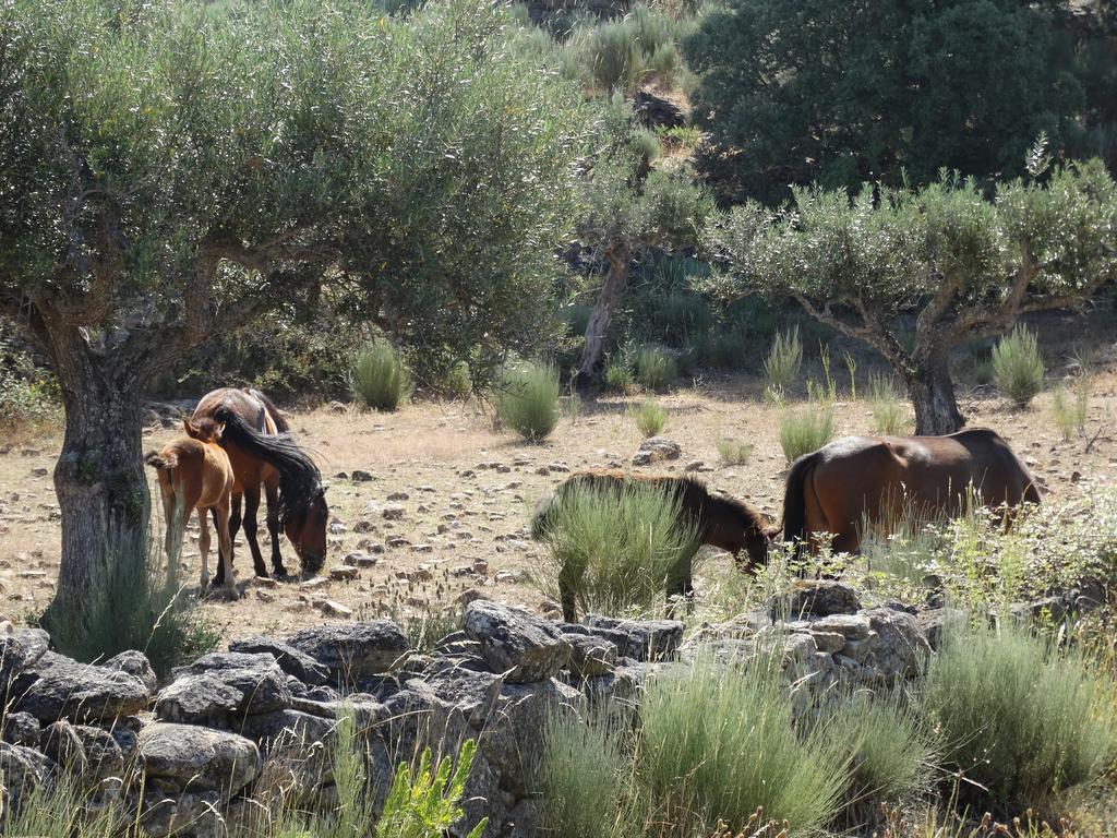 Cidadelhe Rupestre Turismo Rural Exterior foto
